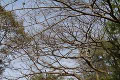 Enterolobium cyclocarpum